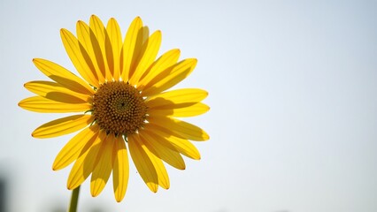 Obraz premium Close-up of Yellow Daisy Flower on White Background with Shadow 