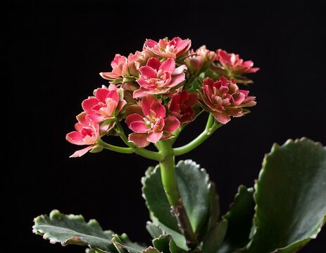 Blume