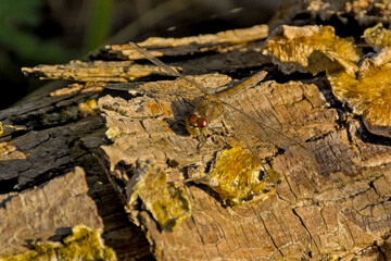 Female autumn meadowhawk with spread wings sitting on a sunny tree trunk , selective focus - Sympetrum vicinum 