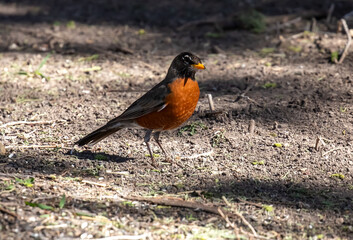 Red breasted Robin feeding on the ground