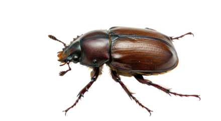 Isolated Brown Beetle