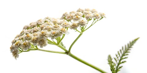 Fototapeta premium isolated yarrow flower with delicate petals on a soft white background, highlighting its intricate details and unique texture, yarrow flower, isolated