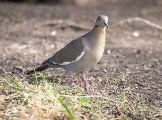 Mourning dove standing on the ground