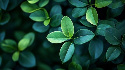 Emerald Lush: A Close-Up of Vibrant Green Foliage