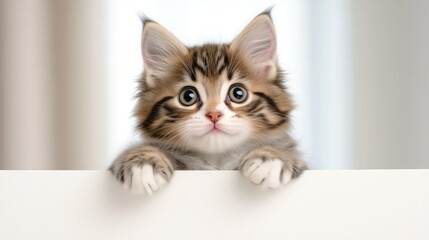 Kitten Peeking Over a Blank Sign