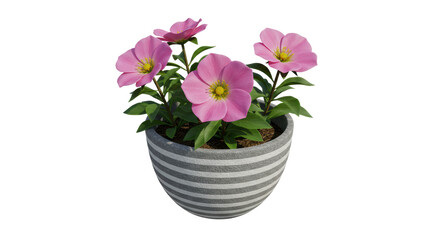 Isolated Pot of Flowers