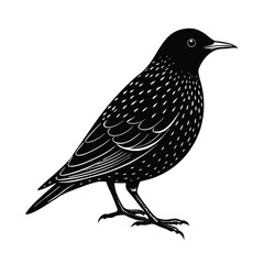Weaverbird Silhouette Vector Art Design - Black and White Weaverbird Bird Vector Illustration