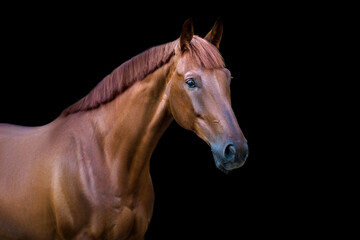 Obraz premium Red horse portrait on black background