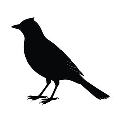 Waxwing Silhouette Vector Art Design and Black and White Waxwing Bird Vector Illustration