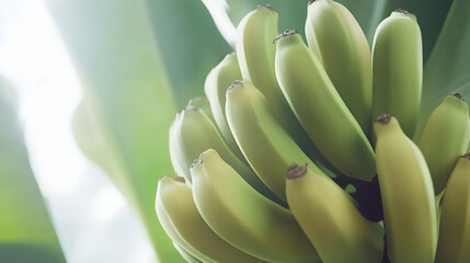 a bunch of unripe bananas with white background