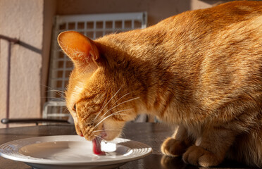 Cute Ginger Cat with lovely gaze 