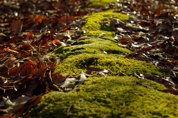 Mossy Woods