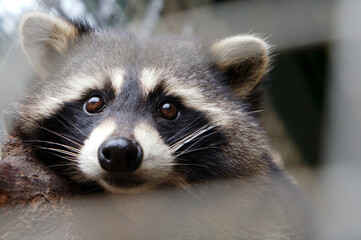 A close up portrait of a raccoon