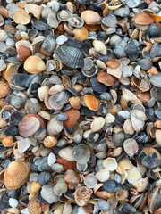 eashells