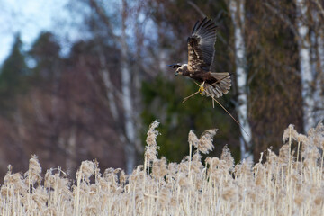 Female western marsh harrier landing to a nest behind reeds and carrying nest material at noon on an overcast spring day in Western Finland.