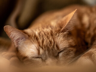 Cute Ginger Cat with lovely gaze 