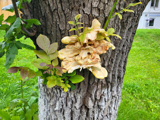 The tinder is sulphurous yellow, bright mushrooms grow on the tree.
