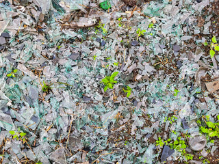 There are pieces of broken car glass on the green grass.