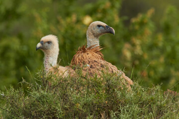 Vulture and griffon vulture