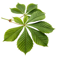 Closeup Detailed Image of a Vibrant Green Horse Chestnut Leaf Cluster