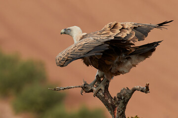 Vulture and griffon vulture