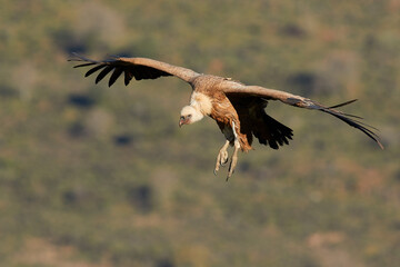 Vulture and griffon vulture