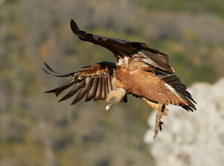 Vulture and griffon vulture