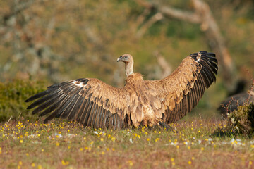 Vulture and griffon vulture
