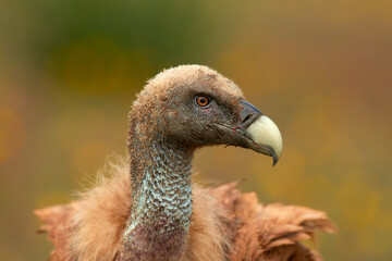 Vulture and griffon vulture