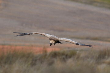 Vulture and griffon vulture