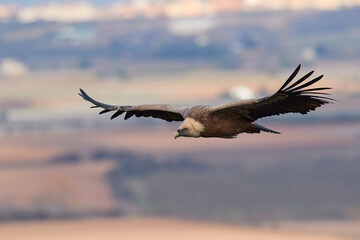 Vulture and griffon vulture