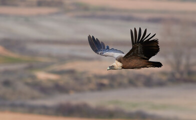 Vulture and griffon vulture