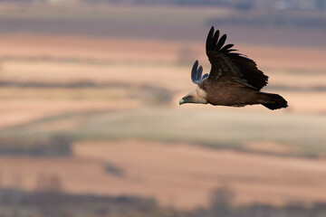 Vulture and griffon vulture