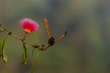 Calliandra haematocephala flower with plain background.