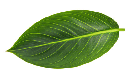 Isolated Tropical Green Leaf