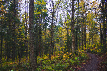 Fototapeta premium Autumn colors in Quebec
