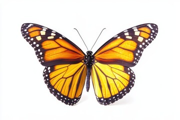 Fototapeta premium Monarch Butterfly Isolated