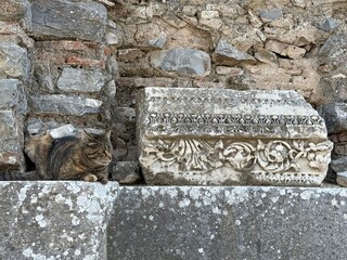 Cat Sleeping on Ancient Marble Column in Ruins