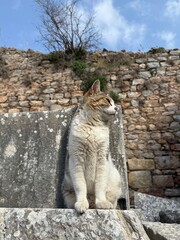 Cat Sleeping on Ancient Marble Column in Ruins