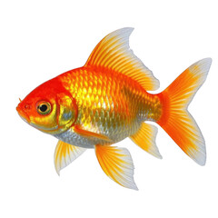 A vibrant goldfish, swimming gracefully, its scales shimmering like liquid gold against a stark transparent background.