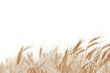 Fototapeta premium Close up of wheat stalks against a bright white background in soft focus