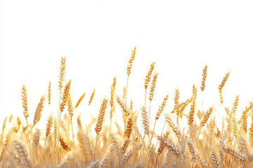 Fototapeta premium Close up view of golden wheat stalks against a bright white background field