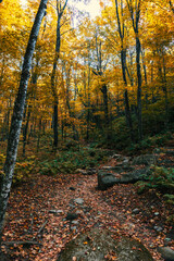 Autumn colors in Quebec