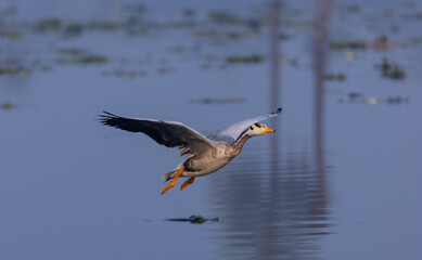Bar-headed goose duck (Anser indicus) in the forest during inter migration.