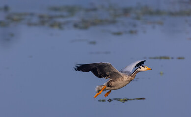 Bar-headed goose duck (Anser indicus) in the forest during inter migration.