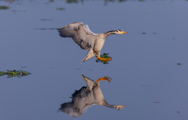 Bar-headed goose duck (Anser indicus) in the forest during inter migration.