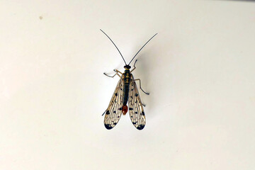 Panorpa communis (Common Scorpion Fly) resting on a dishwasher door
