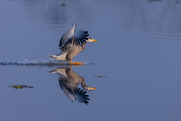 Bar-headed goose duck (Anser indicus) in the forest during inter migration.
