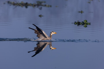 Bar-headed goose duck (Anser indicus) in the forest during inter migration.