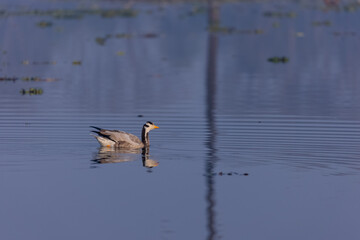 Bar-headed goose duck (Anser indicus) in the forest during inter migration.